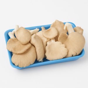 İstiridye Mantarı (paket)