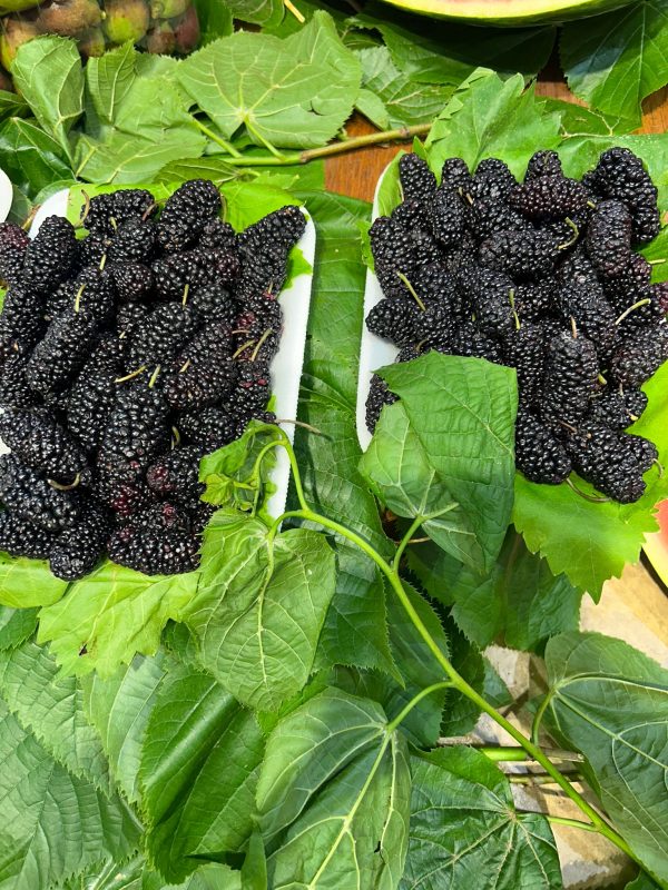 Karadut (Paket) - Görsel 3